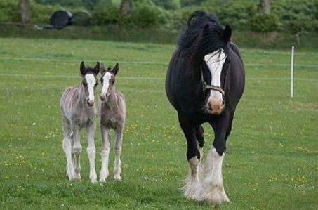 Pair Of Identical Twin Shire Horse Foals Born